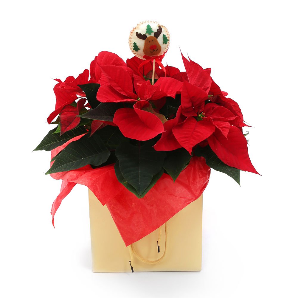 Symbol of Christmas